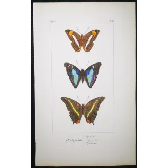 Blue & Orange Butterflies – Antique Hand-Colored Engraving (1835)