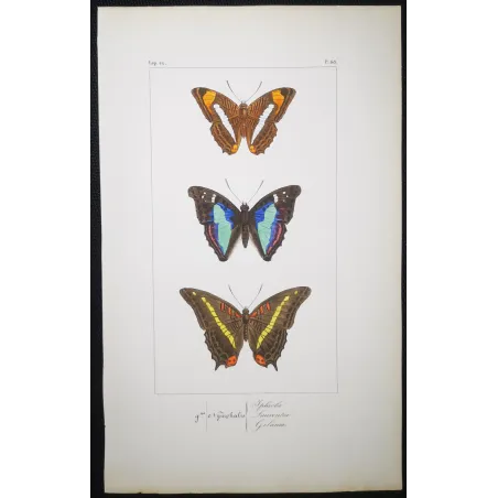 Blue & Orange Butterflies – Antique Hand-Colored Engraving (1835)