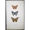 Blue Emperor & Orange-Banded Butterflies (Apatura iphiclus, laurentia, gelania) – Antique Hand-Colored Engraving (1835)