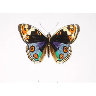 Purple & Orange Butterflies – Antique Hand-Colored Engraving (1835)