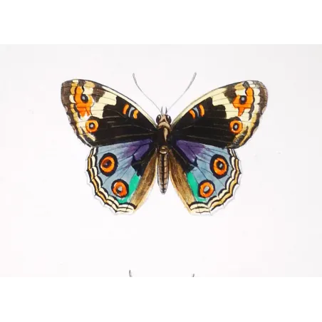 Purple & Orange Butterflies – Antique Hand-Colored Engraving (1835)