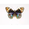 Peacock & Purple-Banded Butterflies (Panopaea ciris, celia, enene) – Antique Hand-Colored Engraving (1835)