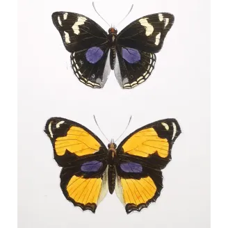 Purple & Orange Butterflies – Antique Hand-Colored Engraving (1835)