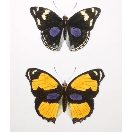 Purple & Orange Butterflies – Antique Hand-Colored Engraving (1835)