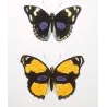 Peacock & Purple-Banded Butterflies (Panopaea ciris, celia, enene) – Antique Hand-Colored Engraving (1835)