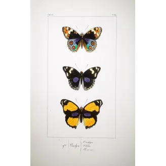Purple & Orange Butterflies – Antique Hand-Colored Engraving (1835)
