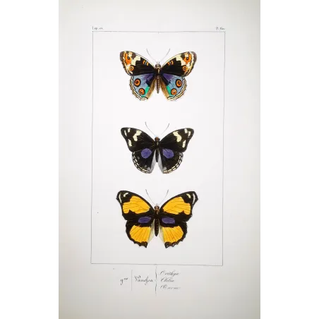 Purple & Orange Butterflies – Antique Hand-Colored Engraving (1835)