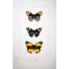 Peacock & Purple-Banded Butterflies (Panopaea ciris, celia, enene) – Antique Hand-Colored Engraving (1835)