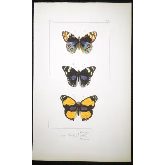 Purple & Orange Butterflies – Antique Hand-Colored Engraving (1835)