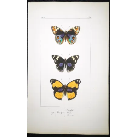 Purple & Orange Butterflies – Antique Hand-Colored Engraving (1835)