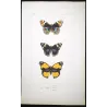 Peacock & Purple-Banded Butterflies (Panopaea ciris, celia, enene) – Antique Hand-Colored Engraving (1835)