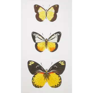 Yellow & Black Butterflies – Antique Hand-Colored Engraving (1835)
