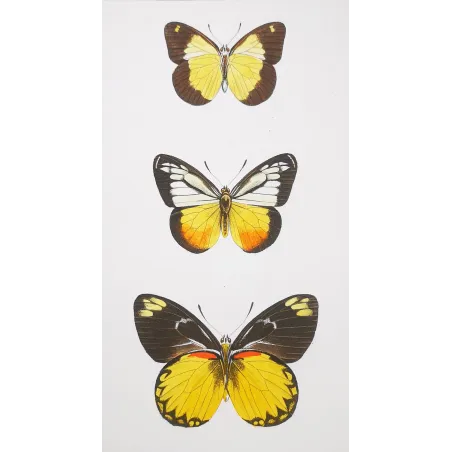 Yellow & Black Butterflies – Antique Hand-Colored Engraving (1835)