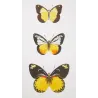 Sulphur & White-Banded Butterflies (Pieris pitys, judith, bolisana) – Antique Hand-Colored Engraving (1835)