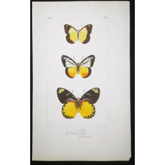 Yellow & Black Butterflies – Antique Hand-Colored Engraving (1835)