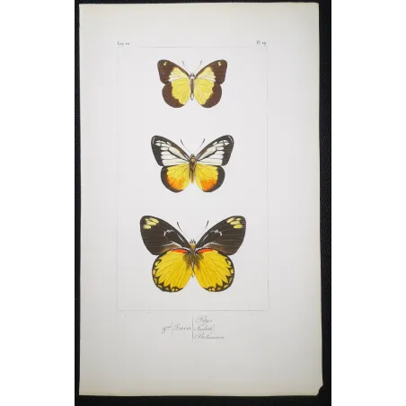 Yellow & Black Butterflies – Antique Hand-Colored Engraving (1835)