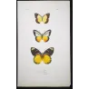Sulphur & White-Banded Butterflies (Pieris pitys, judith, bolisana) – Antique Hand-Colored Engraving (1835)