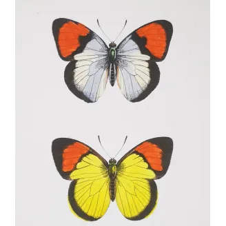 Yellow & Red Butterflies – Antique Hand-Colored Engraving (1835)