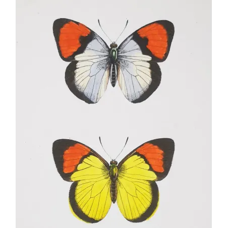 Yellow & Red Butterflies – Antique Hand-Colored Engraving (1835)