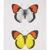 Orange-Tip Butterflies (Anthocharis mariamne, Anthocharis pirene, Anthocharis cenippe) – Antique Hand-Colored Engraving (1835)