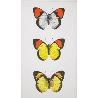 Yellow & Red Butterflies – Antique Hand-Colored Engraving (1835)