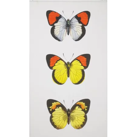 Yellow & Red Butterflies – Antique Hand-Colored Engraving (1835)