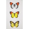 Orange-Tip Butterflies (Anthocharis mariamne, Anthocharis pirene, Anthocharis cenippe) – Antique Hand-Colored Engraving (1835)