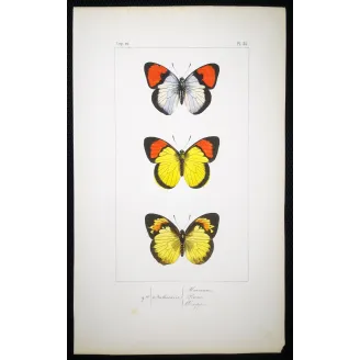 Yellow & Red Butterflies – Antique Hand-Colored Engraving (1835)