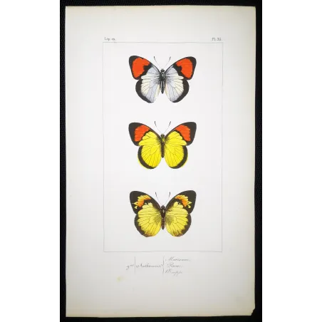Yellow & Red Butterflies – Antique Hand-Colored Engraving (1835)