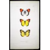 Orange-Tip Butterflies (Anthocharis mariamne, Anthocharis pirene, Anthocharis cenippe) – Antique Hand-Colored Engraving (1835)