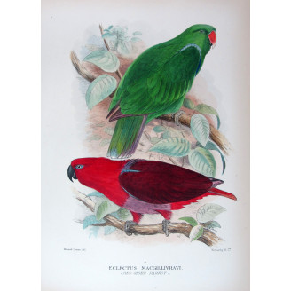 Red-sided Parrot by Roland Green – The Birds of Australia