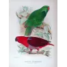 Red-sided Parrot (*Eclectus r. macgillivrayi*) – Original lithograph by Green, Mathews (1910–27)
