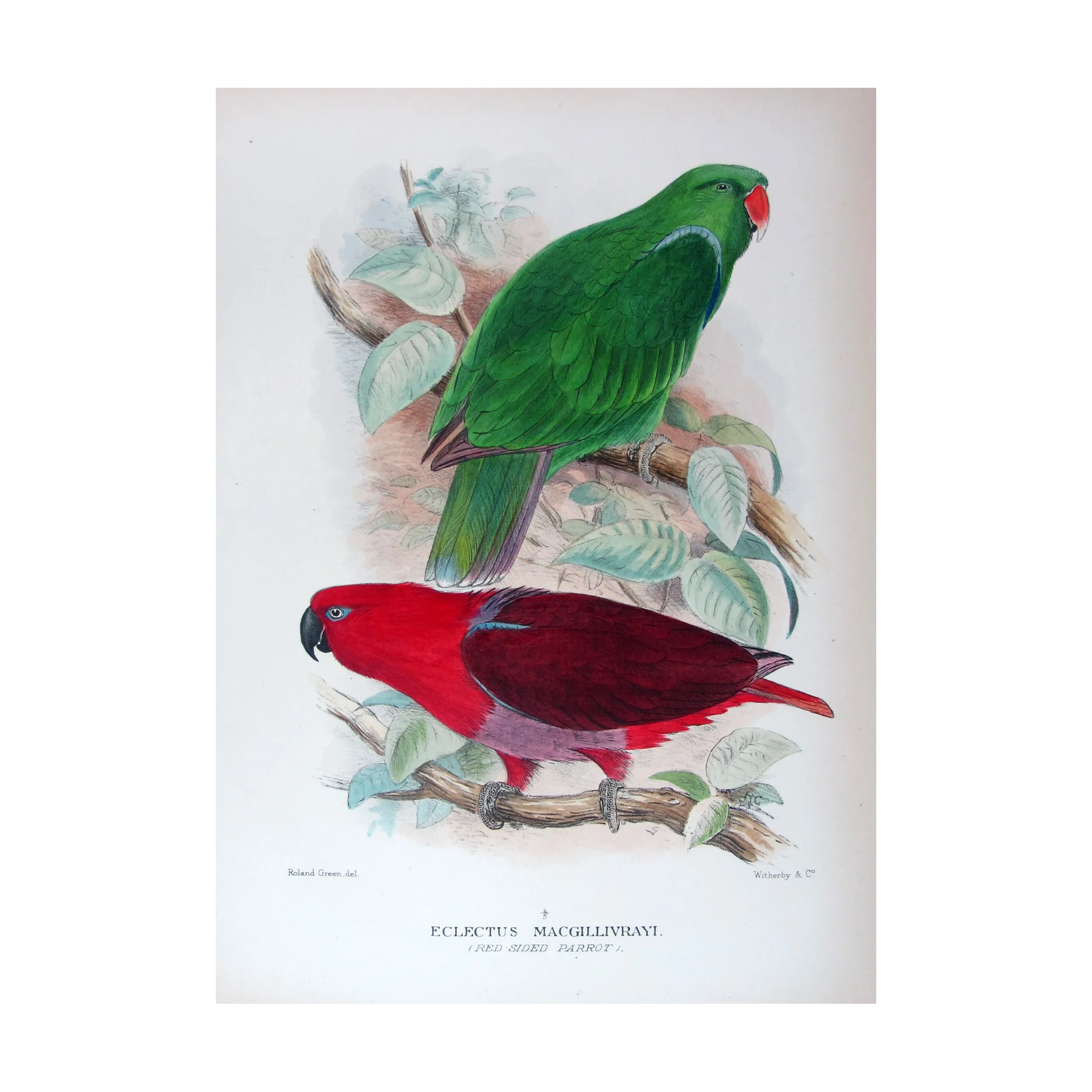 Red-sided Parrot by Roland Green – The Birds of Australia