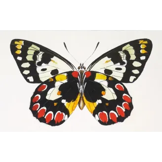 Orange & White Butterflies – Antique Hand-Colored Engraving (1835)