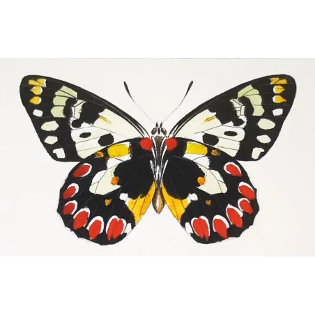 Orange & White Butterflies – Antique Hand-Colored Engraving (1835)