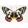 White & Orange Butterflies (Pieris aganippe, Pyrrha, Argia) – Antique Hand-Colored Engraving (1835)