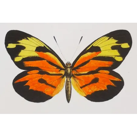 Orange & White Butterflies – Antique Hand-Colored Engraving (1835)