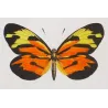 White & Orange Butterflies (Pieris aganippe, Pyrrha, Argia) – Antique Hand-Colored Engraving (1835)