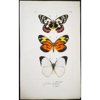 Orange & White Butterflies – Antique Hand-Colored Engraving (1835)