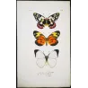 White & Orange Butterflies (Pieris aganippe, Pyrrha, Argia) – Antique Hand-Colored Engraving (1835)