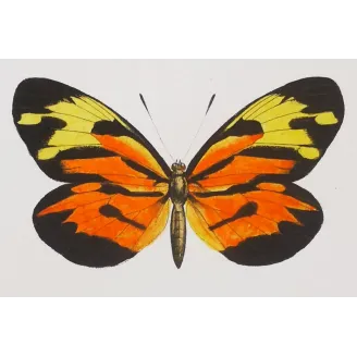 Yellow & Orange Butterflies – Antique Hand-Colored Engraving (1835)
