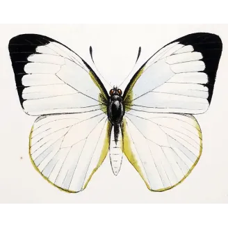 Yellow & Orange Butterflies – Antique Hand-Colored Engraving (1835)