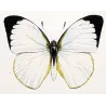 Sulphur Butterflies (Pieris philyra, Pieris jase, Pieris epicharis) – Antique Hand-Colored Engraving (1835)