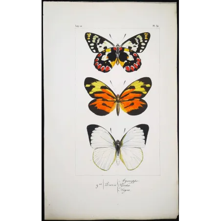Yellow & Orange Butterflies – Antique Hand-Colored Engraving (1835)