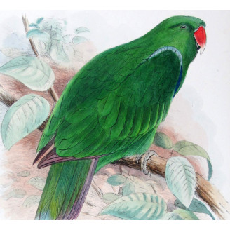 Red-sided Parrot by Roland Green – The Birds of Australia