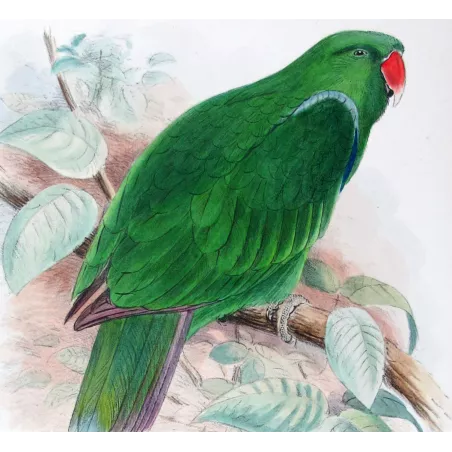 Red-sided Parrot by Roland Green – The Birds of Australia