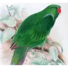 Red-sided Parrot (*Eclectus r. macgillivrayi*) – Original lithograph by Green, Mathews (1910–27)