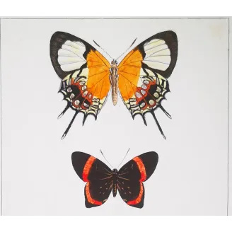 Red & Black Butterflies – Antique Hand-Colored Engraving (1835)
