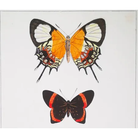 Red & Black Butterflies – Antique Hand-Colored Engraving (1835)