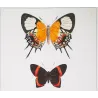 Metalmark & Long-Tailed Butterflies (Erycina cnidus, Lysis iphron, Moyina sapra) – Antique Hand-Colored Engraving (1835)